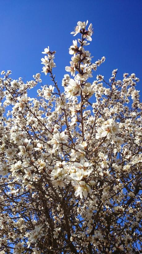 ALMENDROS EN FLOR