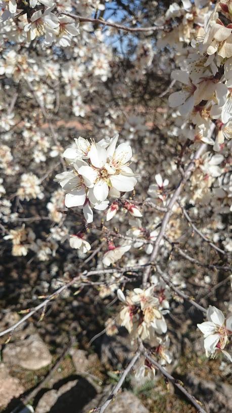 ALMENDROS EN FLOR