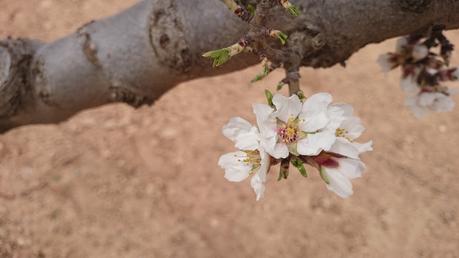 ALMENDROS EN FLOR