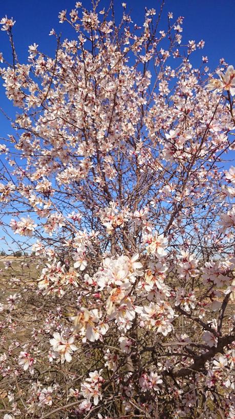 ALMENDROS EN FLOR