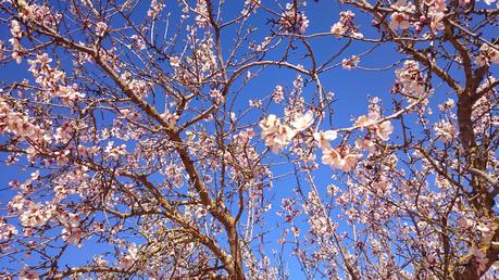ALMENDROS EN FLOR