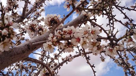 ALMENDROS EN FLOR