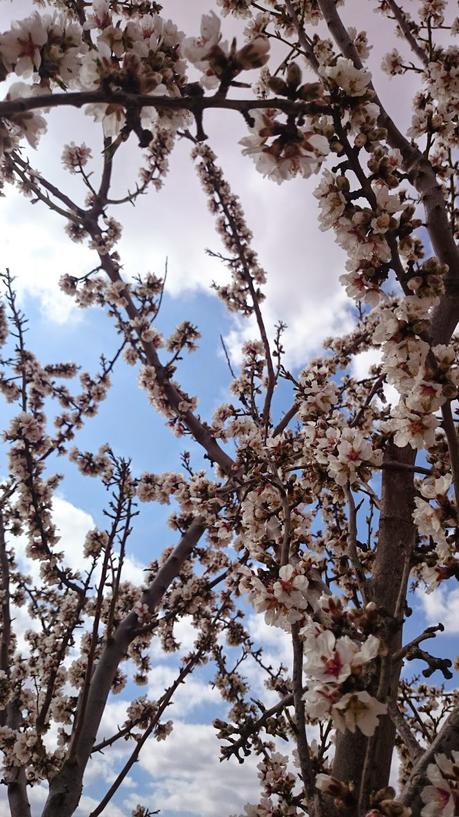 ALMENDROS EN FLOR