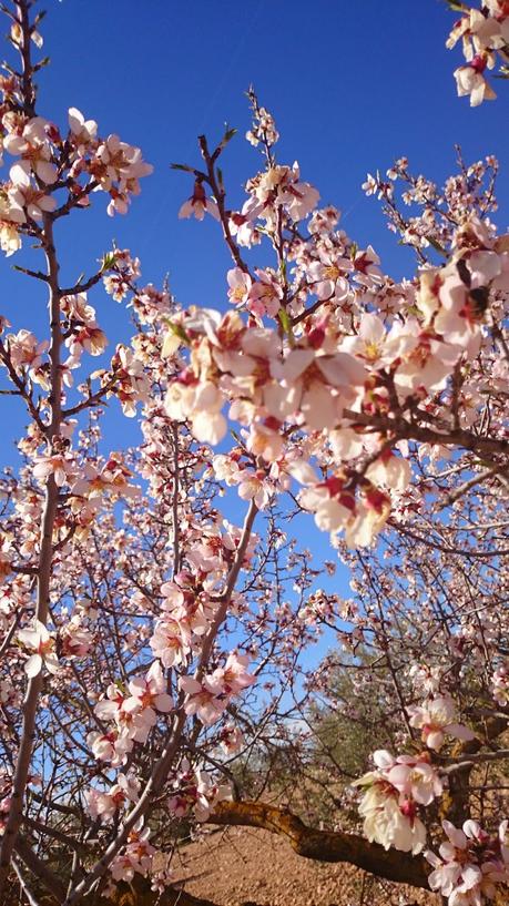 ALMENDROS EN FLOR