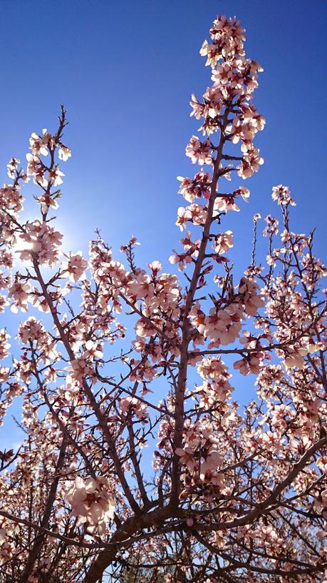 ALMENDROS EN FLOR
