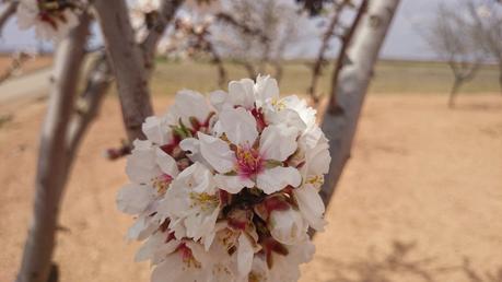 ALMENDROS EN FLOR