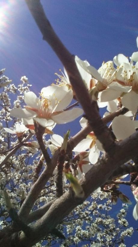 ALMENDROS EN FLOR