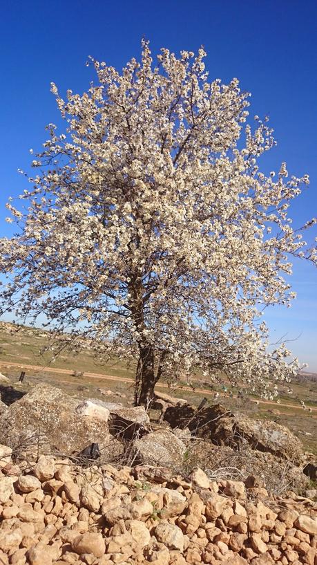 ALMENDROS EN FLOR