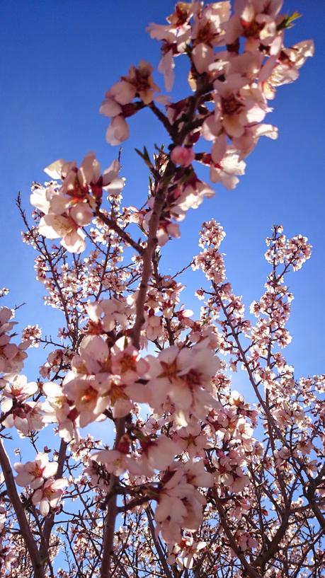 ALMENDROS EN FLOR