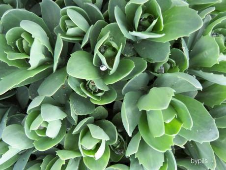 suculentas2