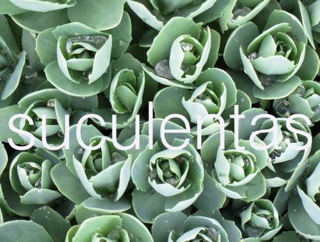 suculentas