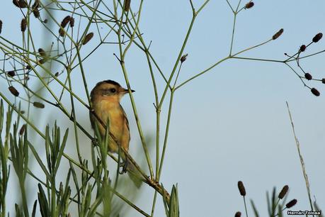 Tachurí canela (Polystictus pectoralis)