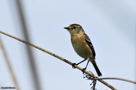 Tachurí canela (Polystictus pectoralis)