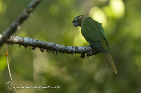 Chiripepé cabeza verde (Reddish-bellied Parakeet) Pyrrhura frontalis