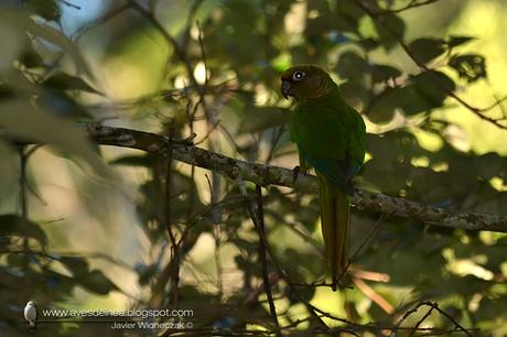 Chiripepé cabeza verde (Reddish-bellied Parakeet) Pyrrhura frontalis