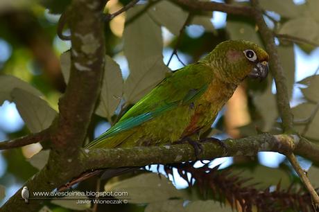 Chiripepé cabeza verde (Reddish-bellied Parakeet) Pyrrhura frontalis