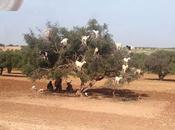 aceite Argán producción Marruecos