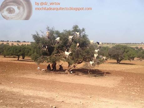 El aceite de Argán y su producción en Marruecos