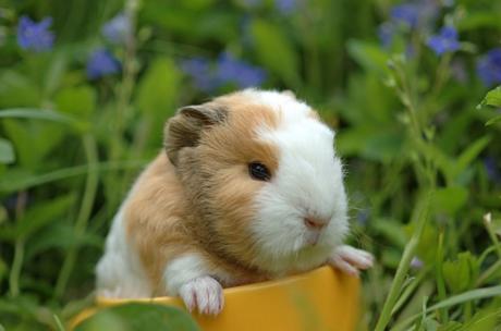 ¿Se pueden sacar las cobayas al jardín?