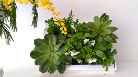 #DIARIODECOSPRING: Un cuadro con suculentas y pequeñas plantas