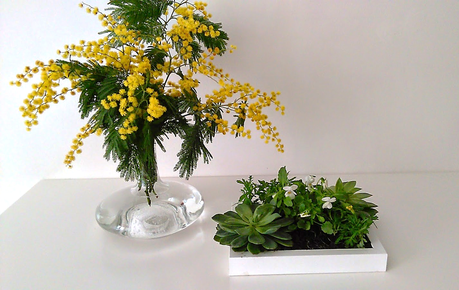 #DIARIODECOSPRING: Un cuadro con suculentas y pequeñas plantas