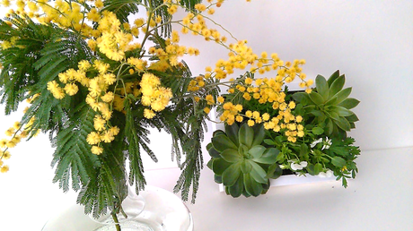 #DIARIODECOSPRING: Un cuadro con suculentas y pequeñas plantas