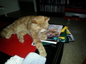 Los mejores libros sobre gatos