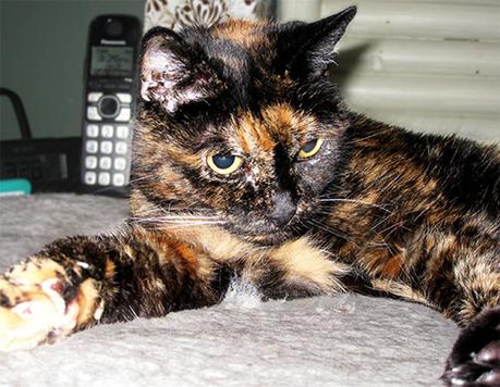 gata-mas-vieja-del-mundo-2015-record-guiness