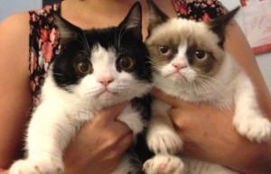 Pokey and Grumpy cat