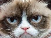 Conoce mejor Grumpy
