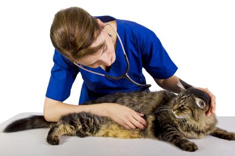 Gato-veterinario-visita-facil-2