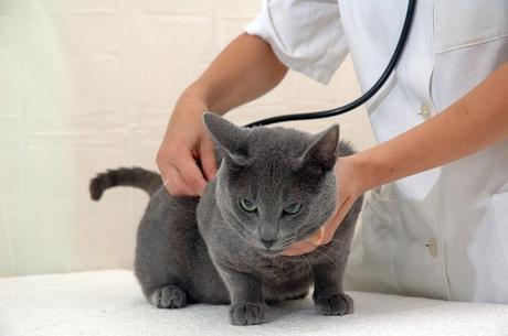 Gato-veterinario-visita-facil