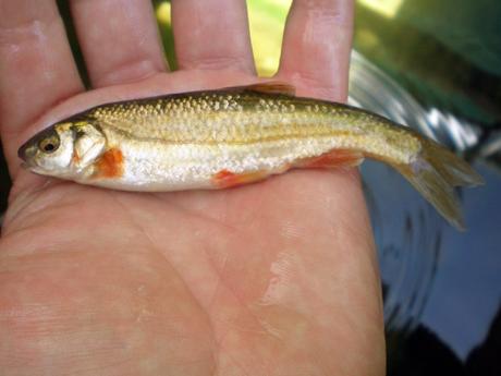 La tenca es uno de peces susceptibles de criarse en acuaponía