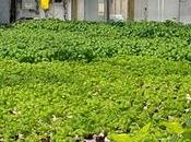 Acuaponía, equilibrio sostenible entre peces tomates