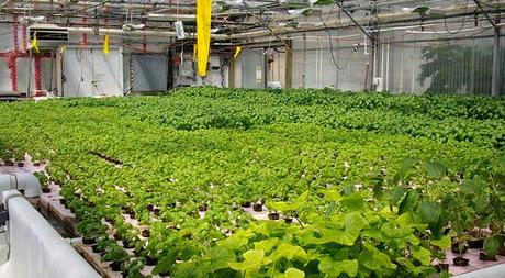 La acuaponía combina acuicultura e hidroponía