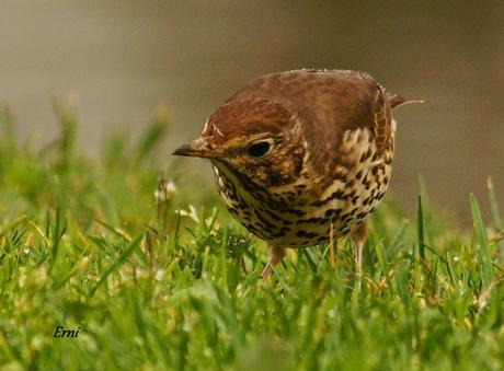 PRIMERAS PUESTAS DEL AÑO
