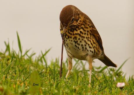PRIMERAS PUESTAS DEL AÑO