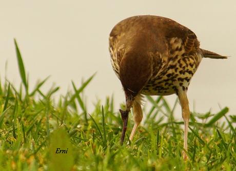 PRIMERAS PUESTAS DEL AÑO