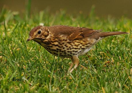 PRIMERAS PUESTAS DEL AÑO
