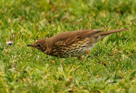 PRIMERAS PUESTAS DEL AÑO