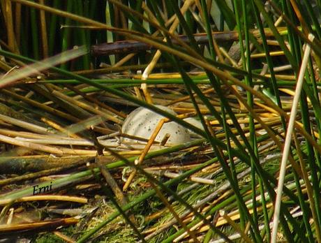 PRIMERAS PUESTAS DEL AÑO