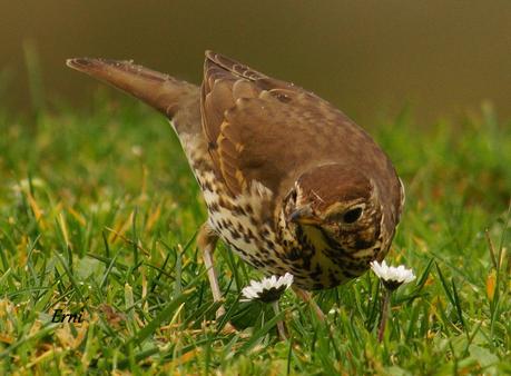 PRIMERAS PUESTAS DEL AÑO