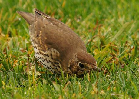 PRIMERAS PUESTAS DEL AÑO