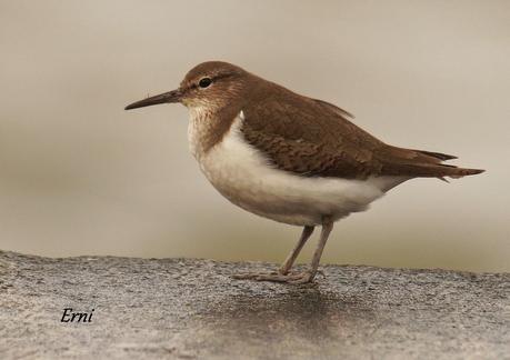 PRIMERAS PUESTAS DEL AÑO