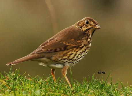 PRIMERAS PUESTAS DEL AÑO