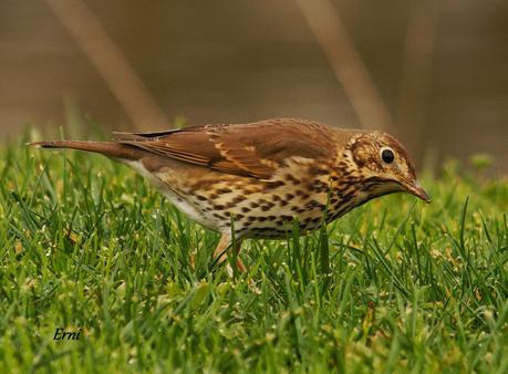 PRIMERAS PUESTAS DEL AÑO