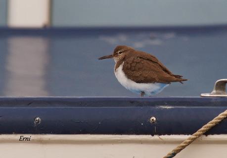 PRIMERAS PUESTAS DEL AÑO