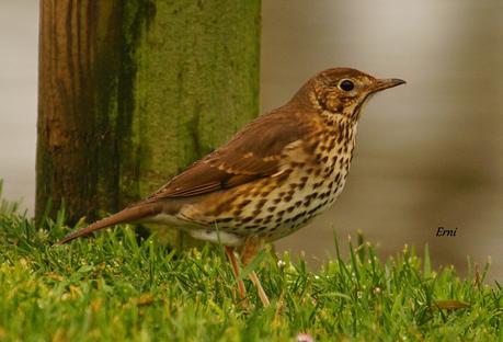 PRIMERAS PUESTAS DEL AÑO