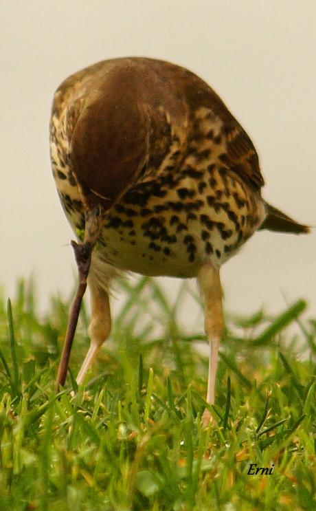 PRIMERAS PUESTAS DEL AÑO