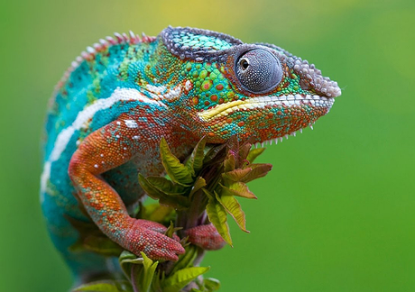 Revelado el secreto de como los camaleones cambian de color